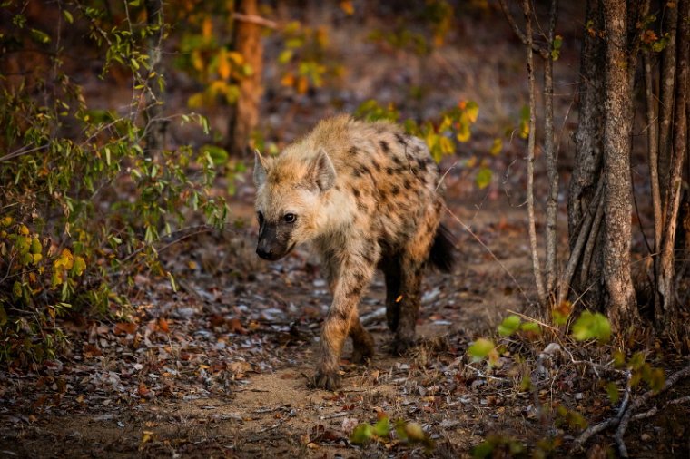 019 Timbavati Private Game Reserve, gevlekte hyena.jpg